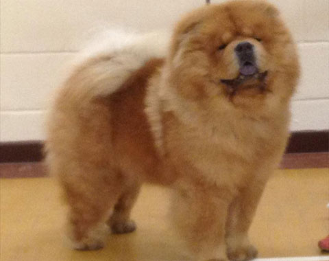 Midland Chow Chow Club