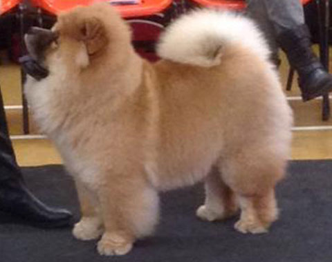 Midland Chow Chow Club