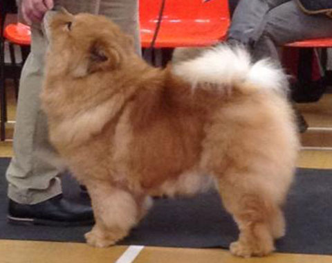 Midland Chow Chow Club