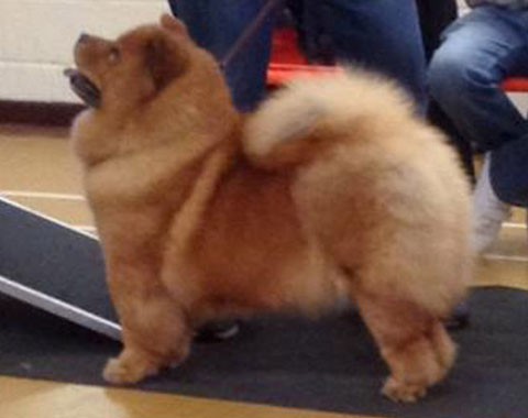Midland Chow Chow Club