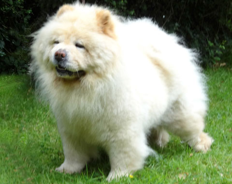Midland Chow Chow Club