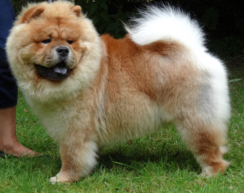 Midland Chow Chow Club