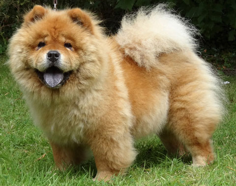 Midland Chow Chow Club