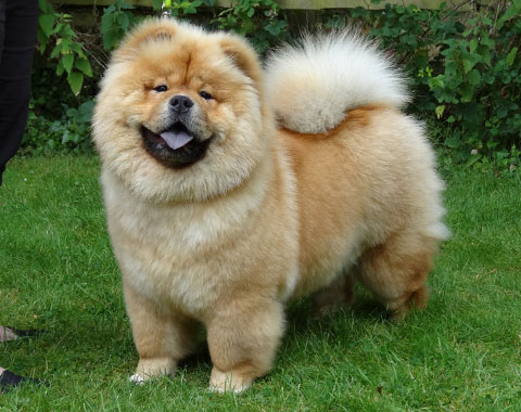 Midland Chow Chow Club