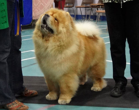 Midland Chow Chow Club