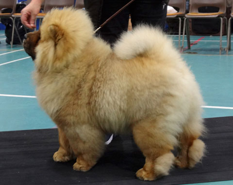 Midland Chow Chow Club