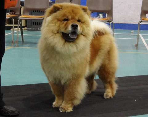Midland Chow Chow Club
