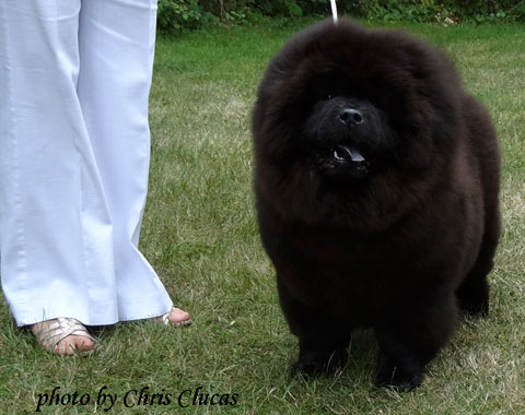 Midland Chow Chow Club